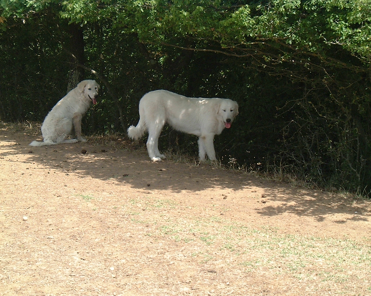 Herkunft und Aufgabe Die Maremmanen Maremmano Abbruzzese